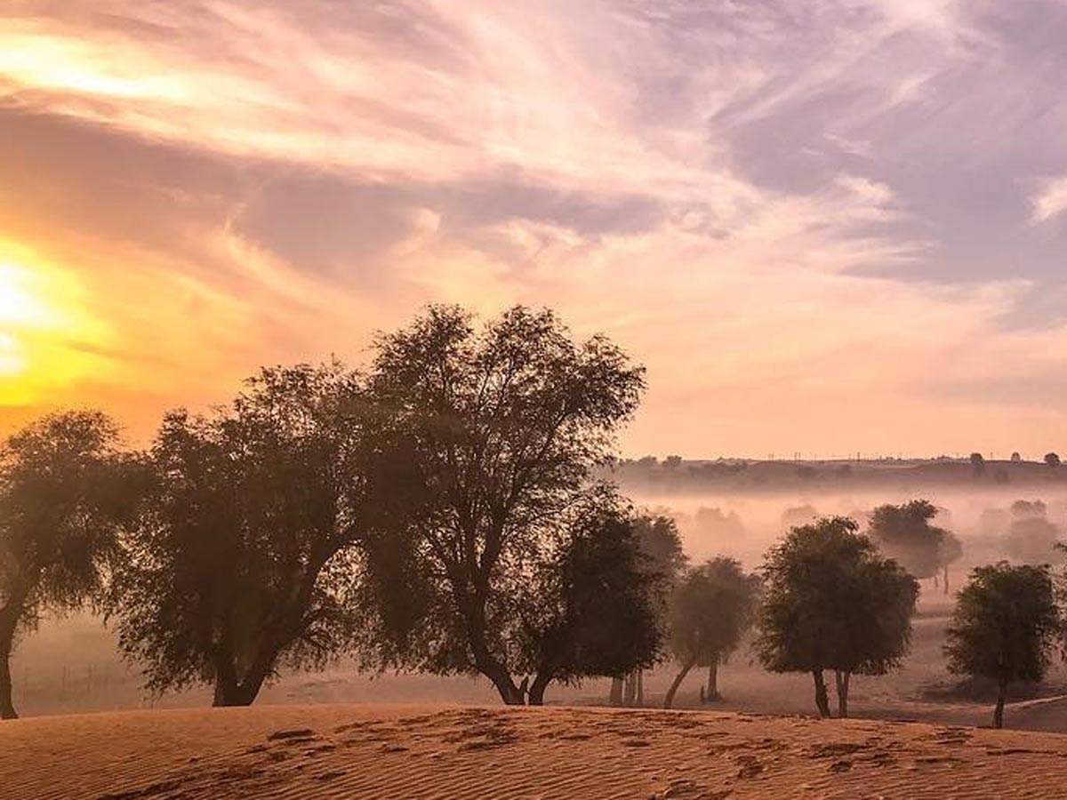 Al Hayer Forest