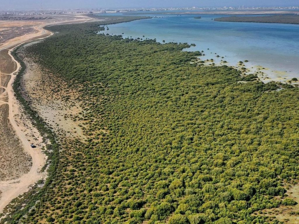 Mangrove Beach